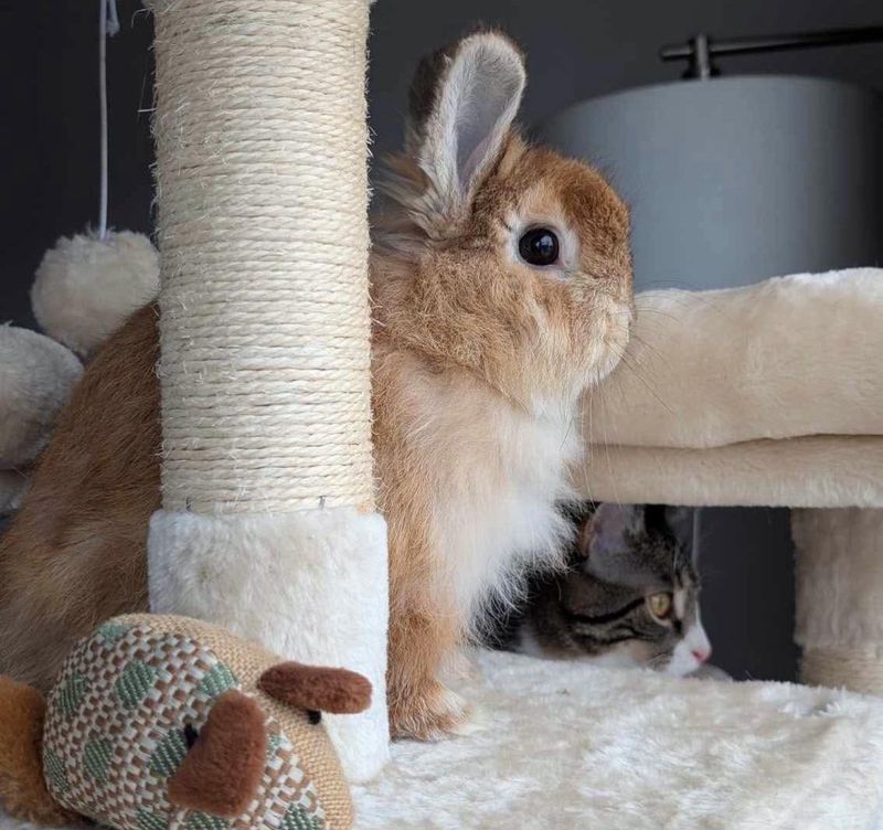 bunny cat tree window