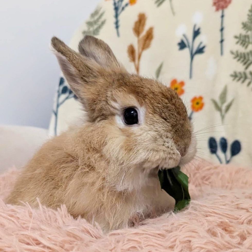 bunny leaves cute