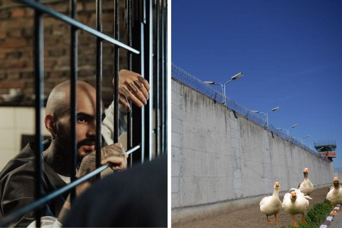 geese; brazil; prisoners; prison; geese brazil; prison geese; prison escape; guard geese