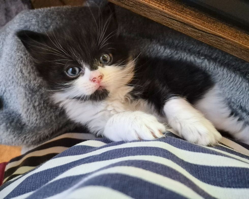 tuxedo kitten lap cat