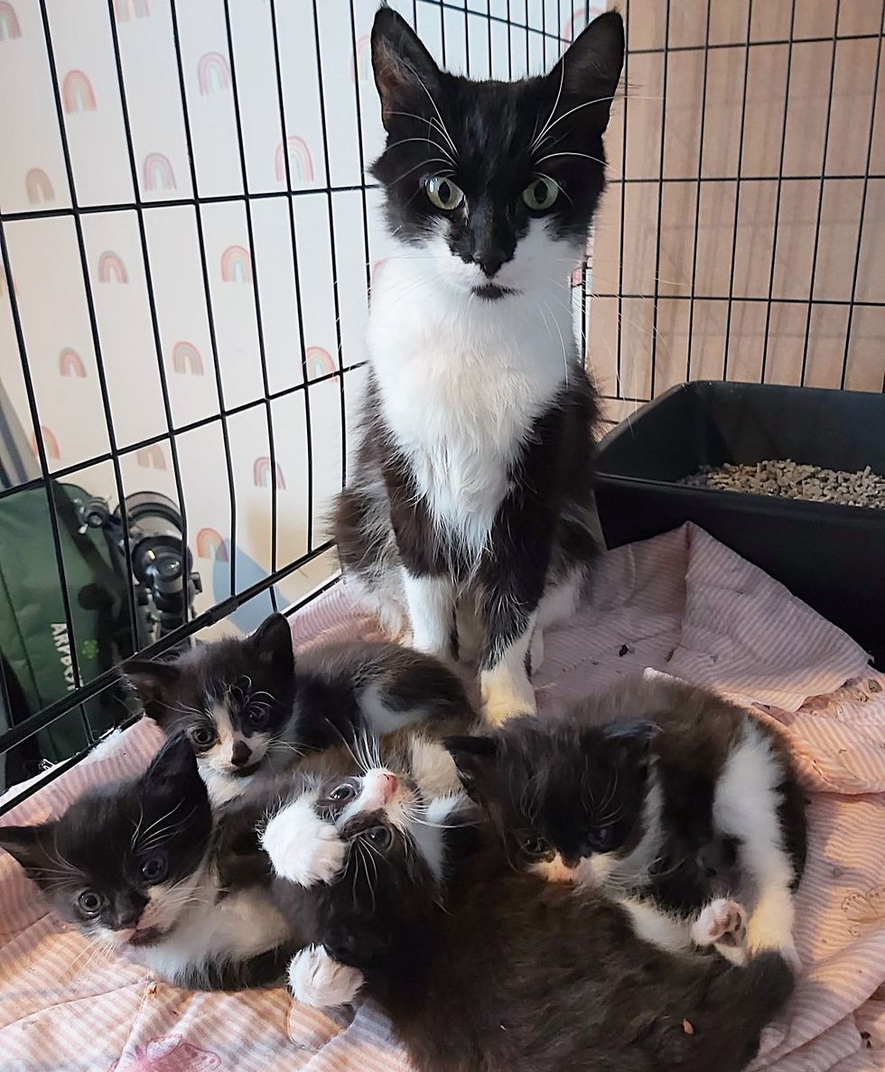 tuxedo kittens cat mother