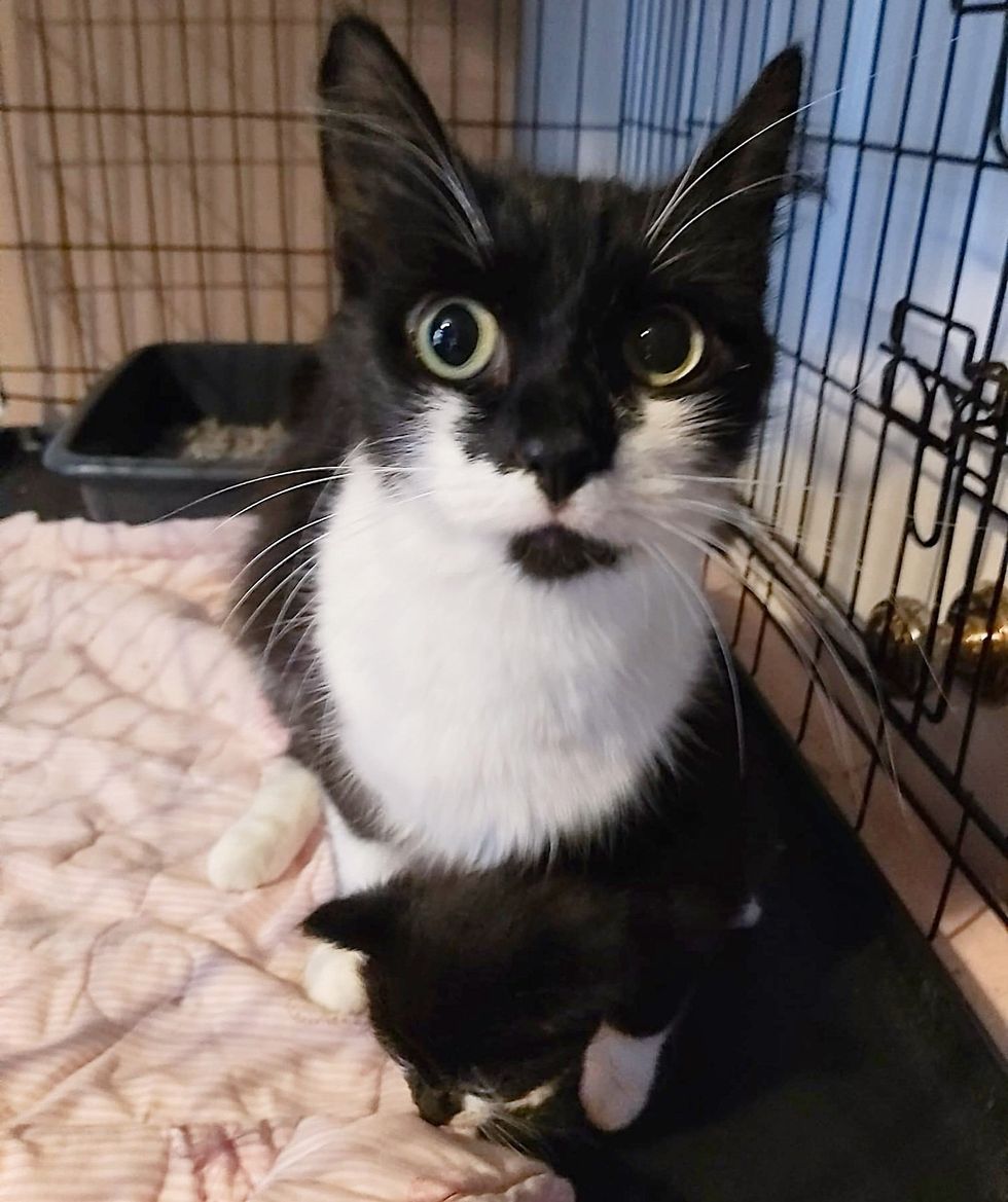 tuxedo kitten cat