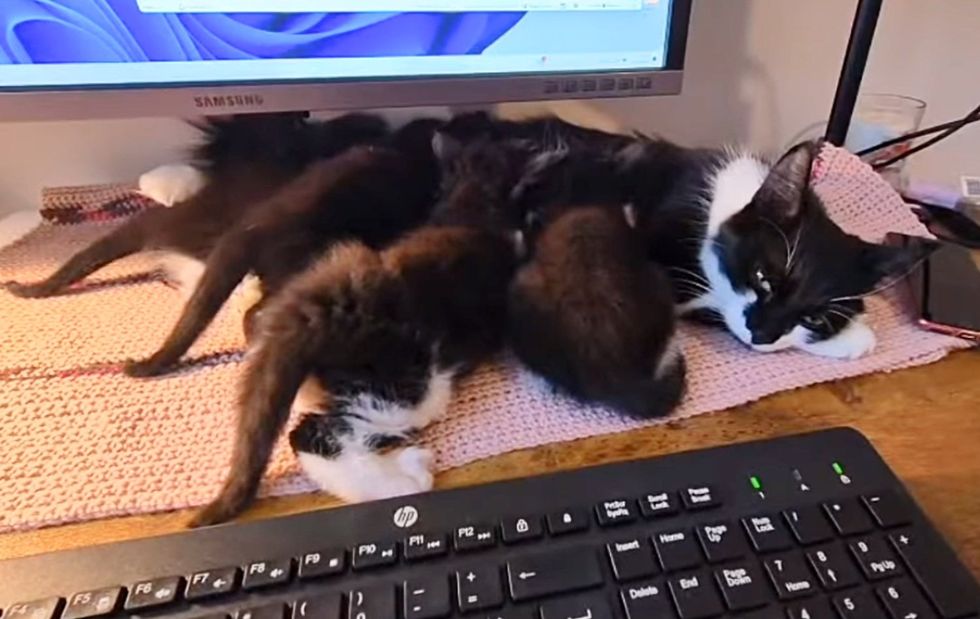 cat nursing kittens desk