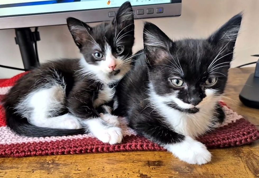 tuxedo kittens desk help