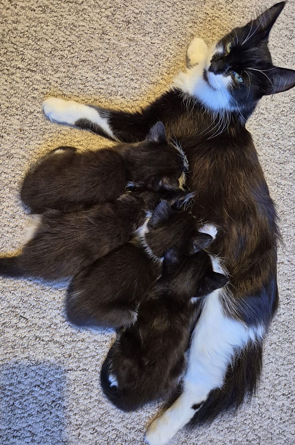 tuxedo cat nursing kittens