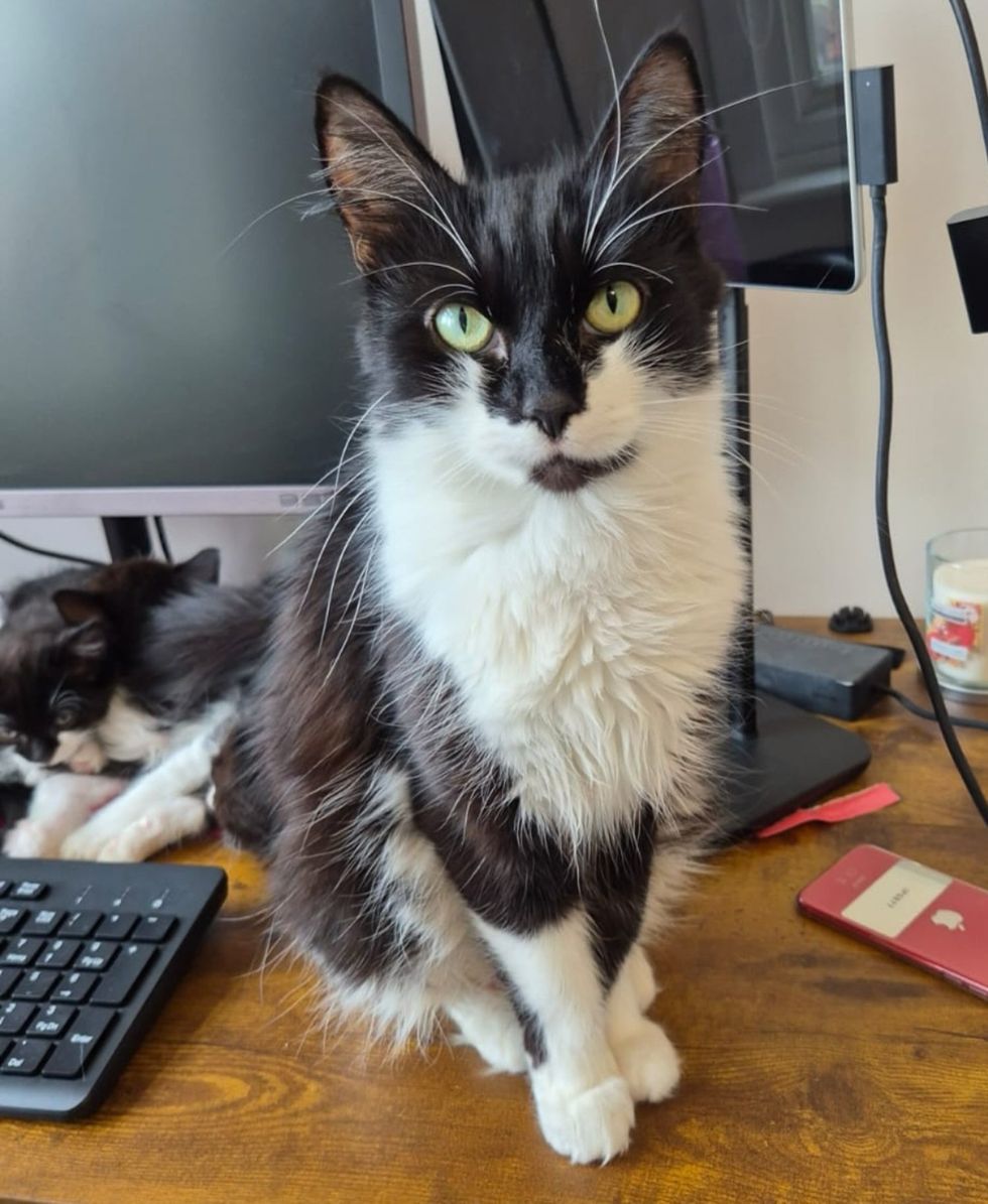 tuxedo cat office helper