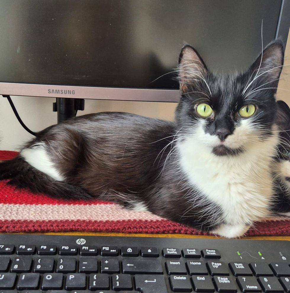 tuxedo cat desk office