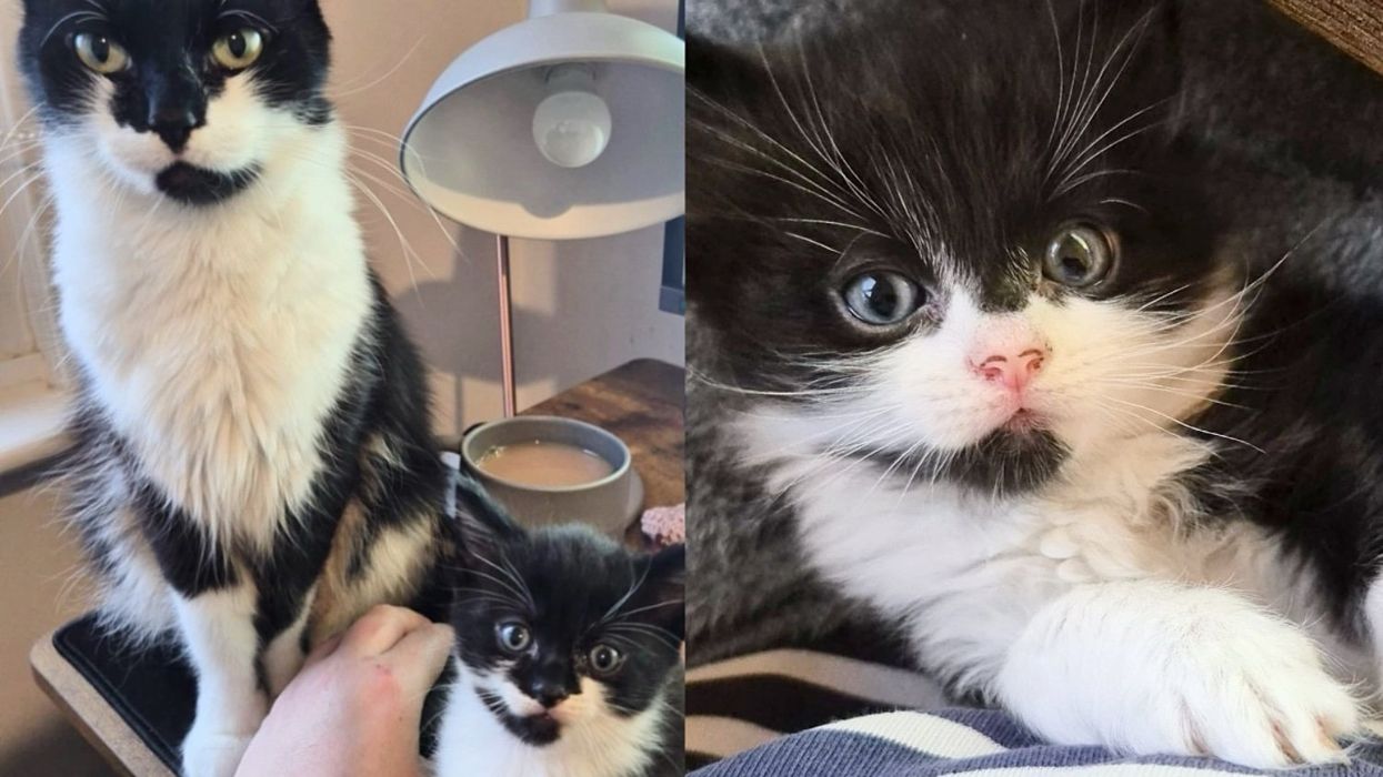 Cat Given New Start with Her Four Tiny Ones, Delighted, She Even Begins 'Helping' Around the Office