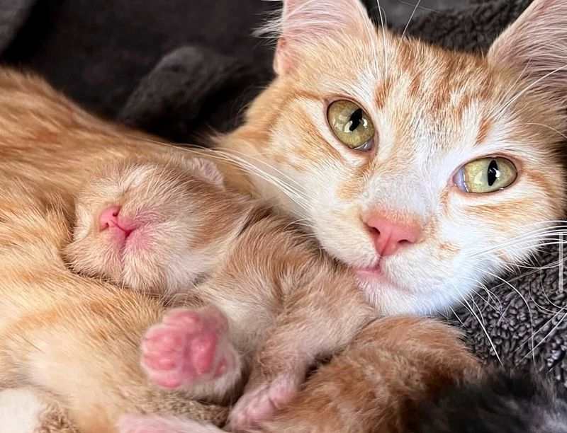 ginger cat newborn kitten