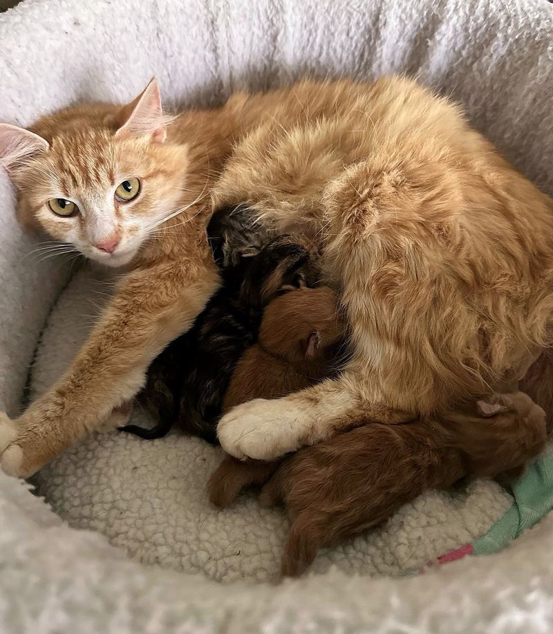 cat mom nursing kittens