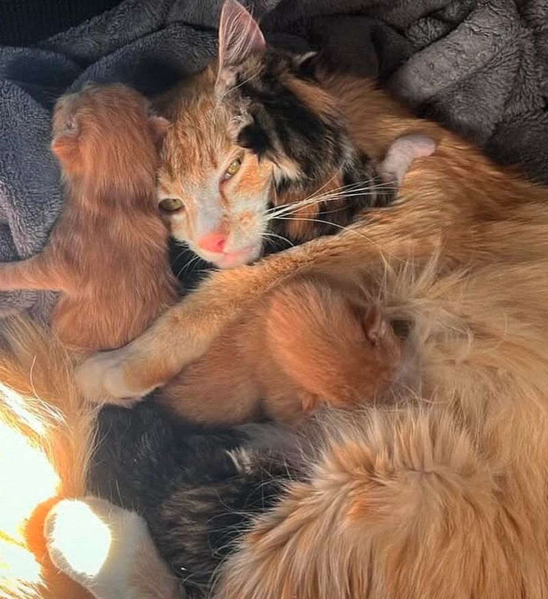 cat snuggles kittens