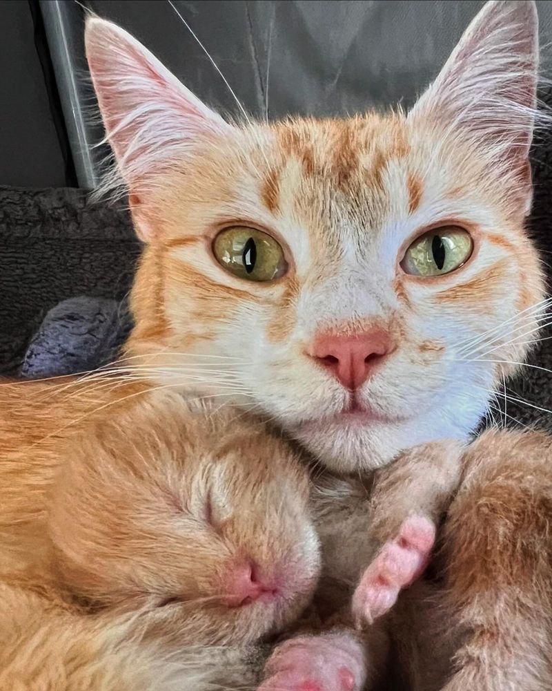 cat newborn kitten