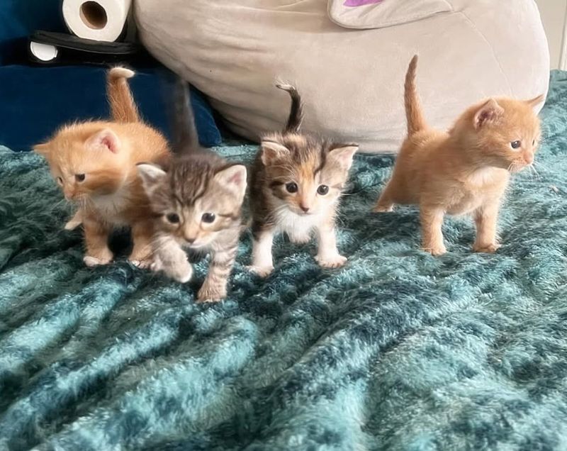 kittens learn to walk play