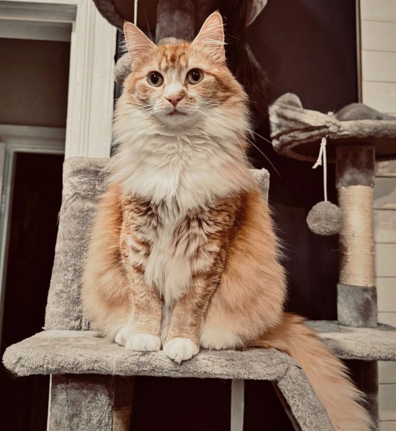 fluffy cat tree window