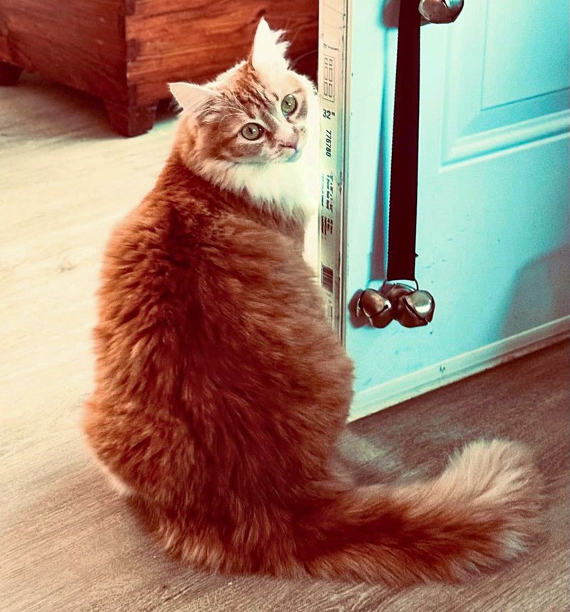 fluffy cat long tail