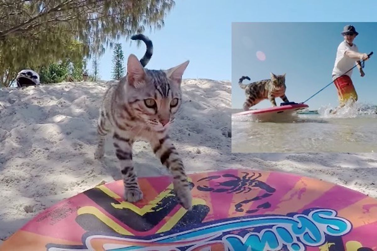 Cat Goes for a Ride on a Skimboard with His Human Dad