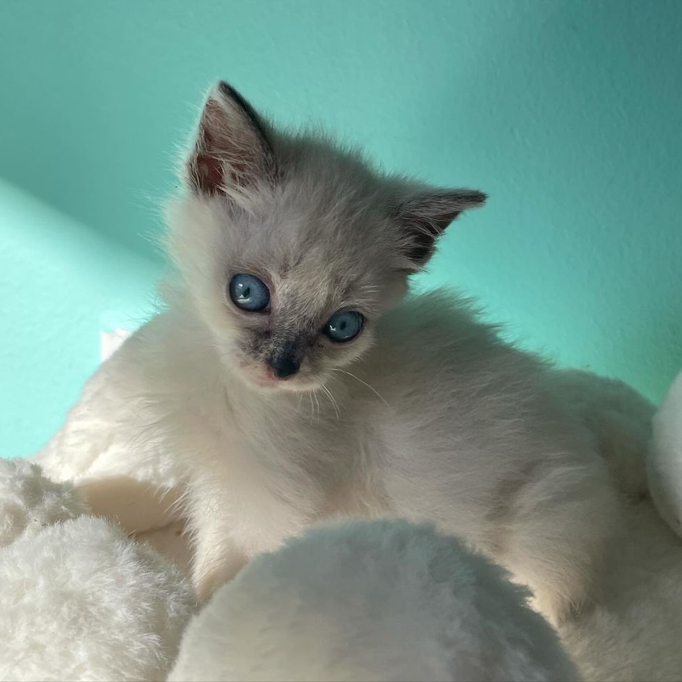 siamese mixed kitten