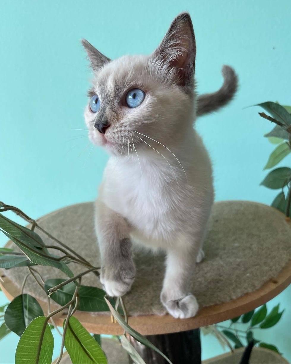 blue eyed kitten cute