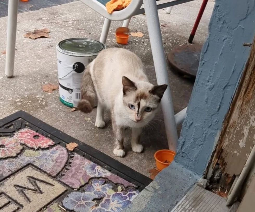 stray cat community