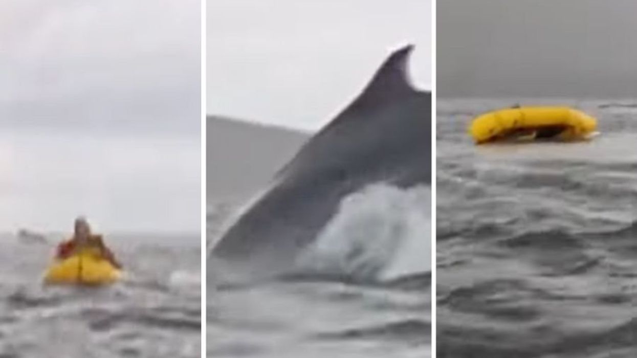 Kayaker in Chile swallowed whole by a humpback whale before it spits him  back out unharmed