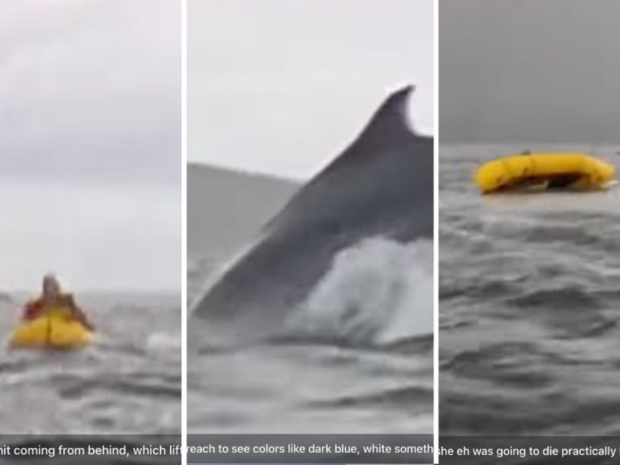 Kayaker in Chile swallowed whole by a humpback whale before it spits him  back out unharmed