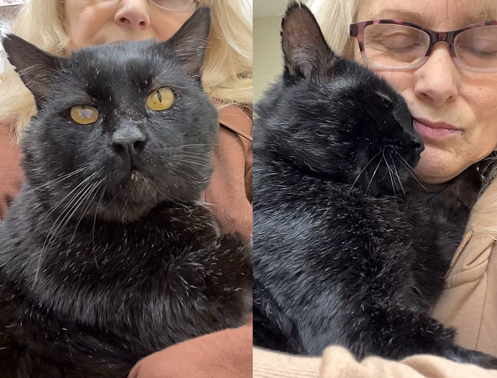 Cat from Backyard Decides He’ll Be ‘Teddy Bear Couch Potato’ Once He Moves Inside Cat from Backyard Decides He’ll Be ‘Teddy Bear Couch Potato’ Once He Moves Inside
