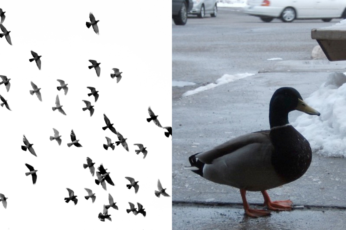 low angle photography of flock of silhouetted birds; close up of black duck
