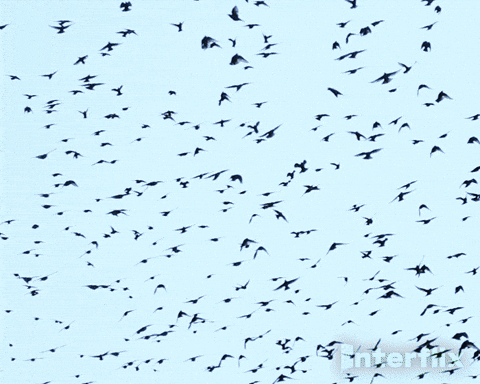 gif of a flock of birds flying over scientists
