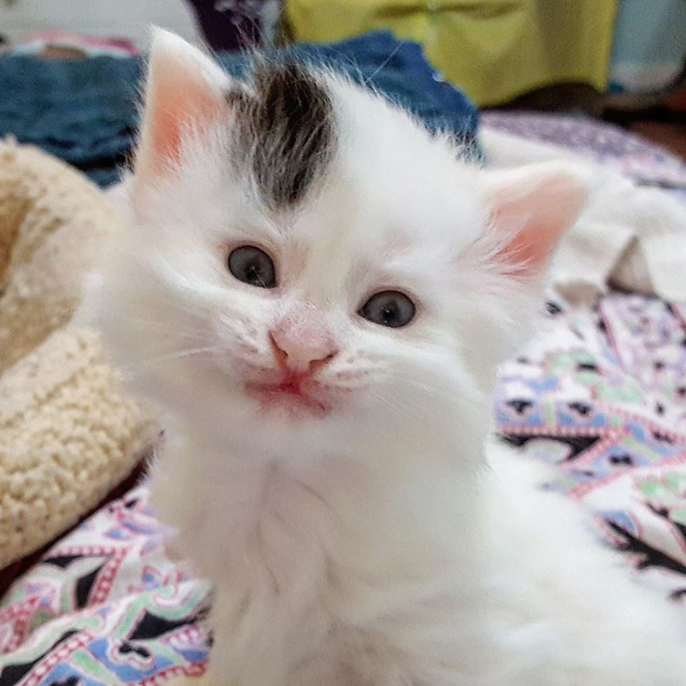 Woman Captures Time-lapse of Her Foster Kitten From Birth to Adoption ...