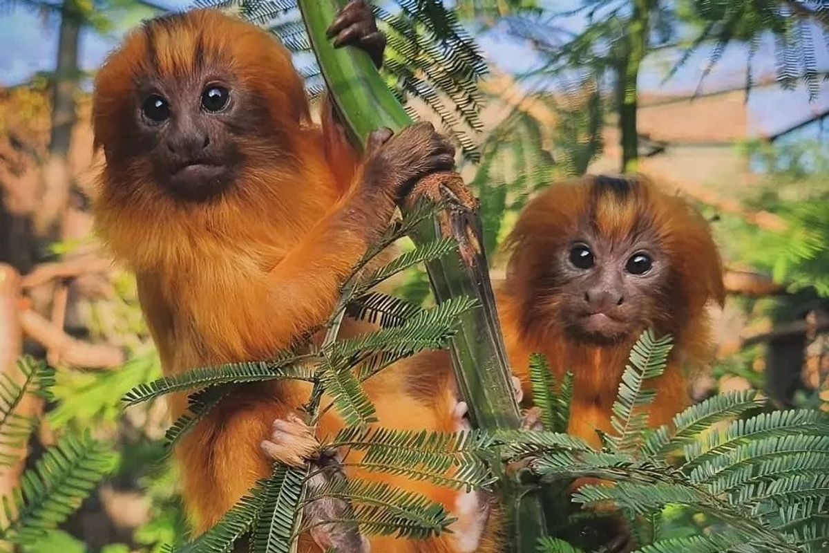 Golden lion tamarin primates