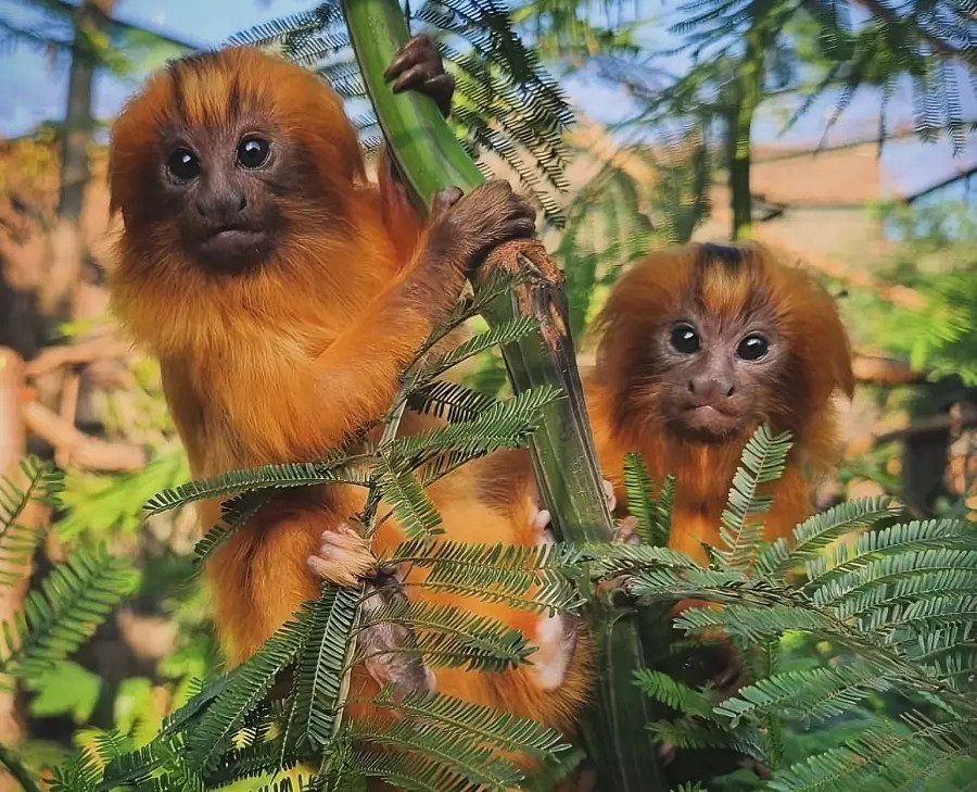 ​Golden lion tamarin primates