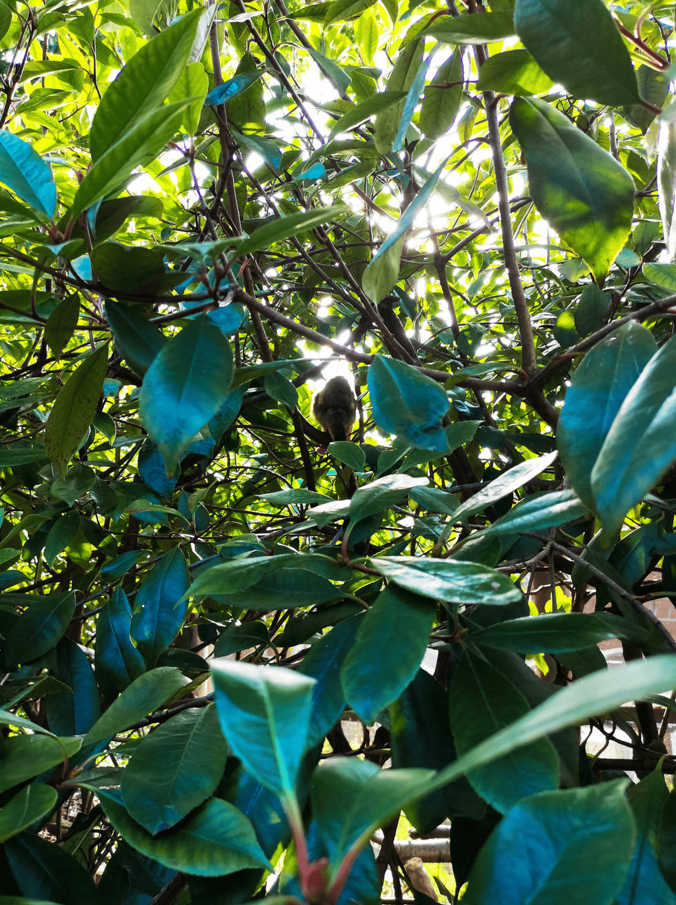 Rainforest image from London Zoo