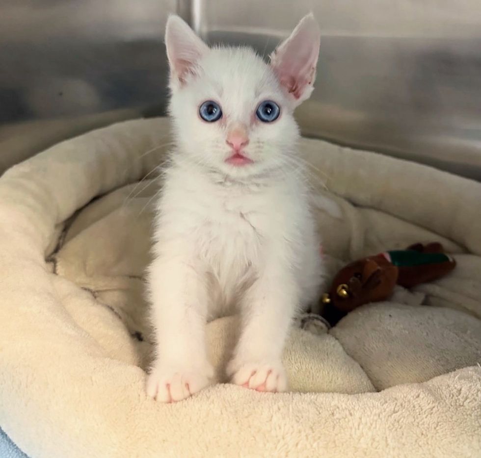 kitten tiny ear