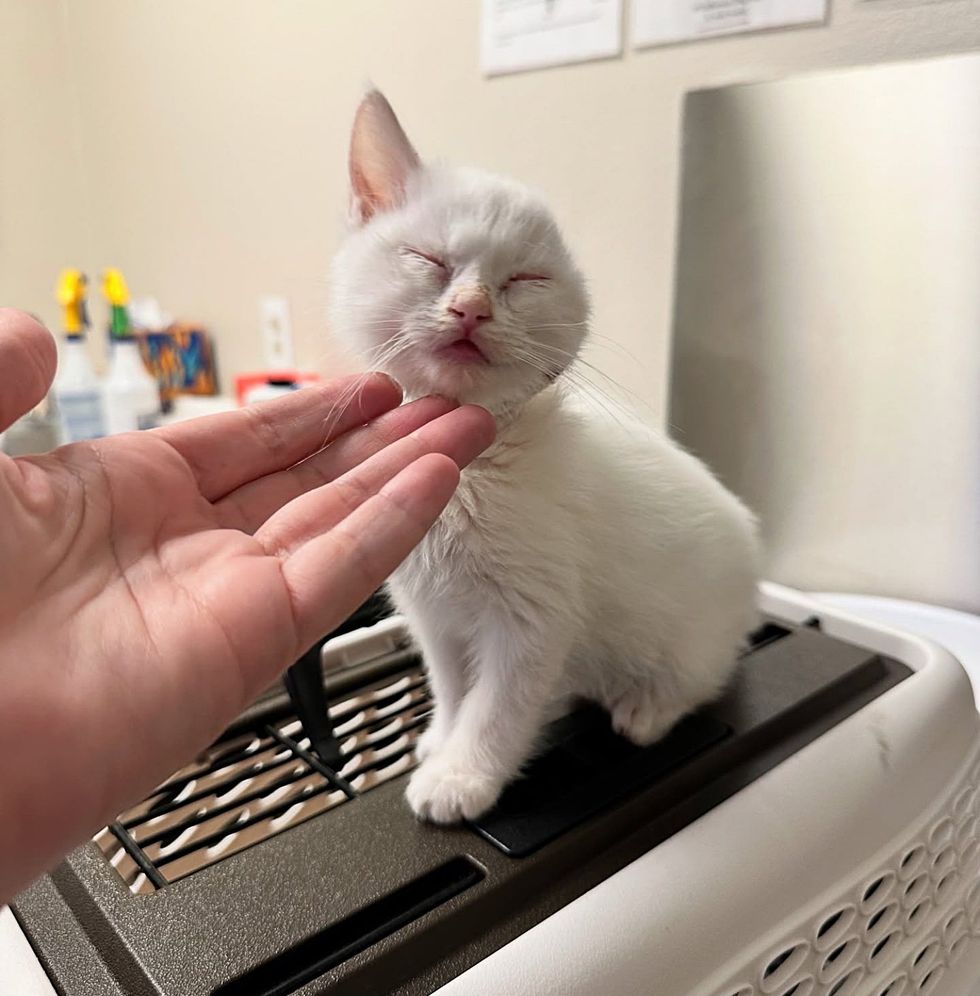 white kitten rescued ear