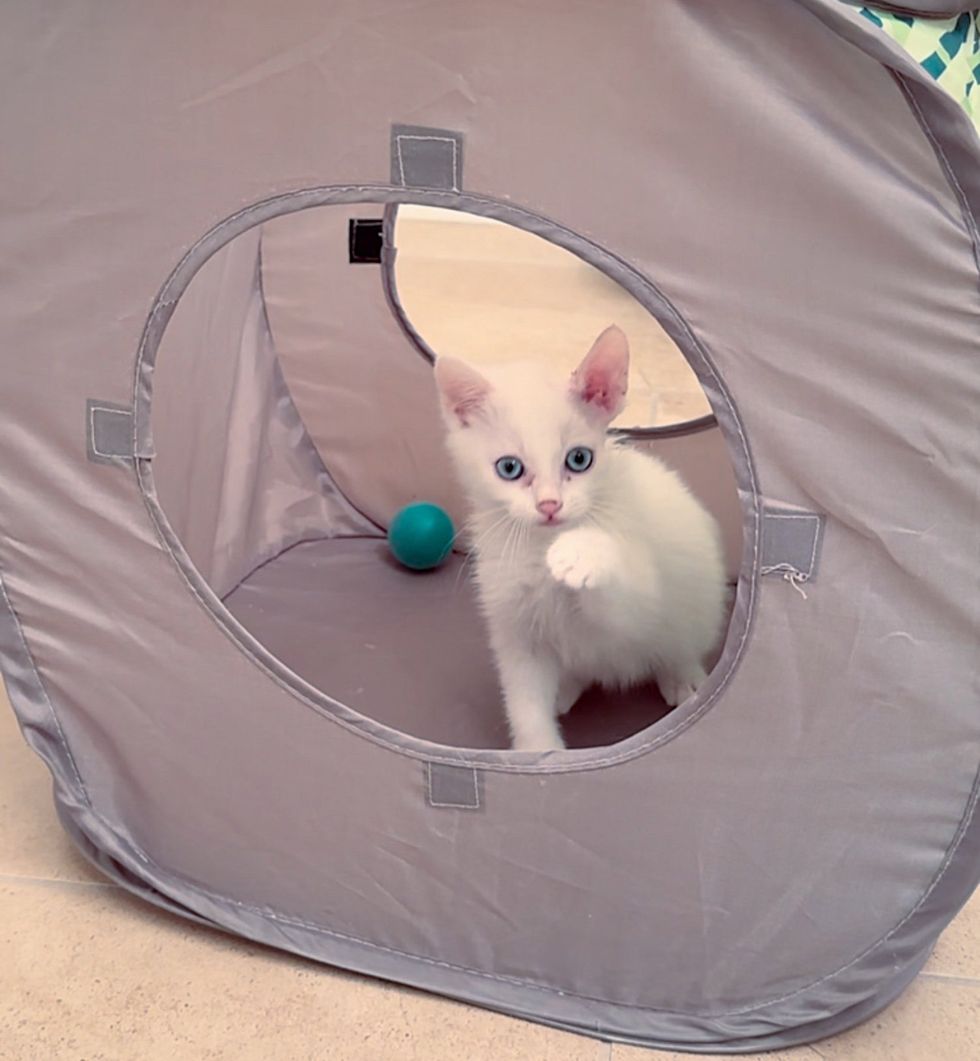 kitten playful tunnel