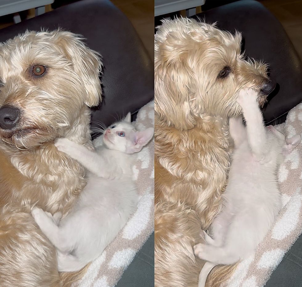 dog kitten playful snuggles