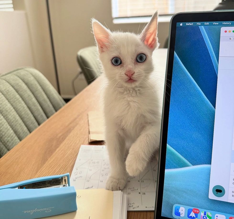 kitten office helper