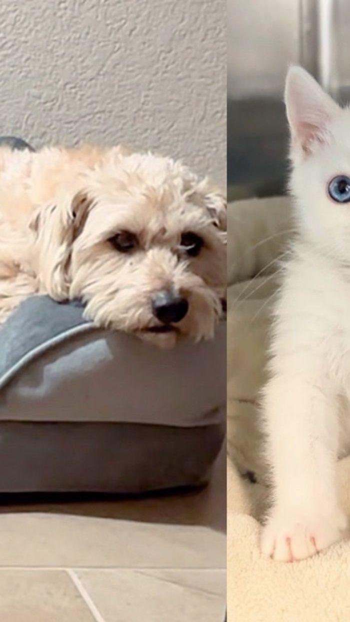 Kitten Lets Nothing Hold Him Back, Now Has Cat-adoring Friend by His Side and Promise of Great Life