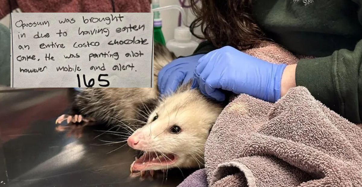 opossum