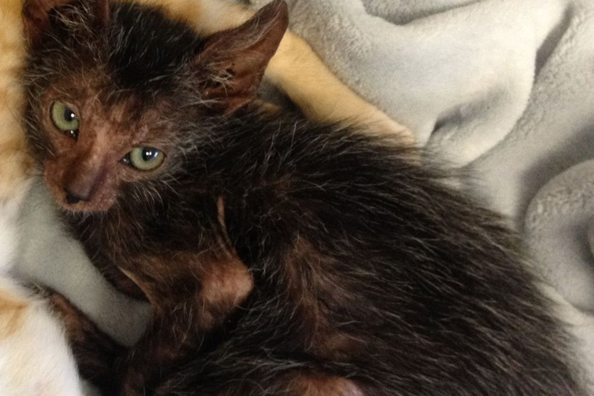 Feral Kitten Born in Garden, Has a Rare 'Werewolf' Like Look