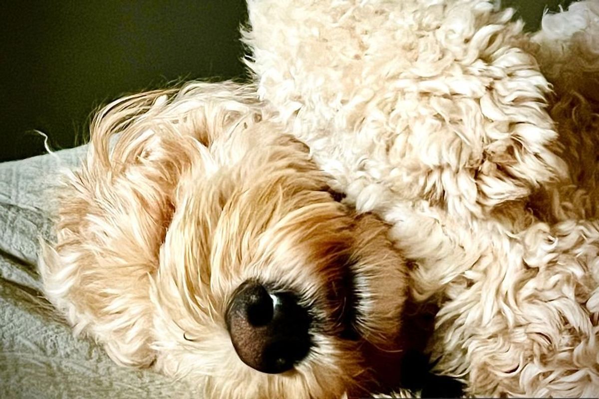 dogs; narcoleptic dog; Toast the dog; napping dog; funny dogs; funny dog videos