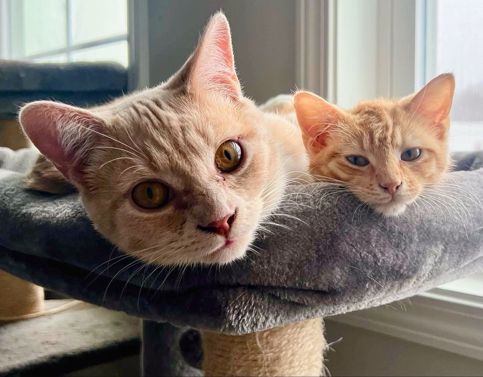 Kitten Stayed at Garden Center of Retail Chain Until Family Took Him in, Their House Cat Decided to Help Kitten Stayed at Garden Center of Retail Chain Until Family Took Him in, Their House Cat Decided to Help
