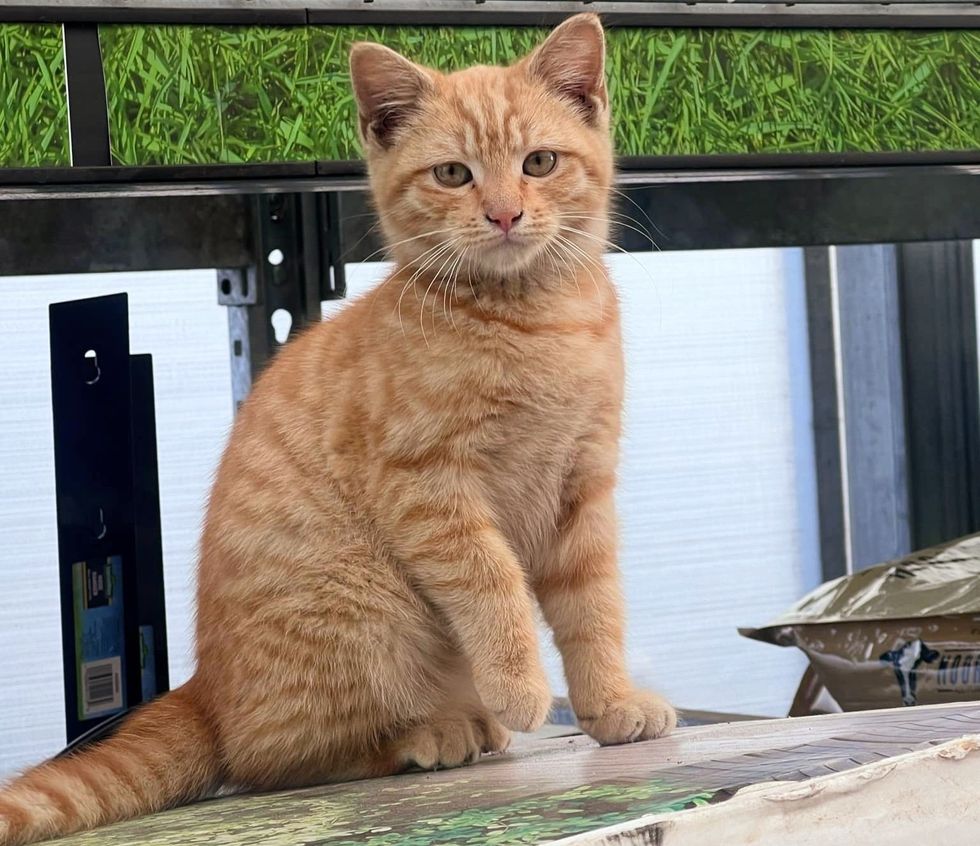 garden center ginger kitten