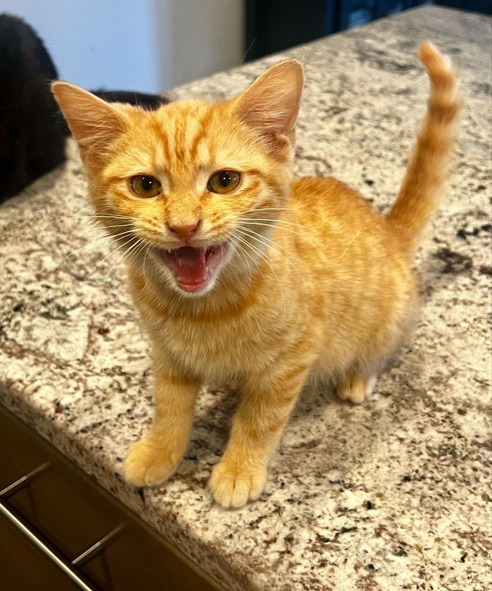 tabby kitten meowing attention