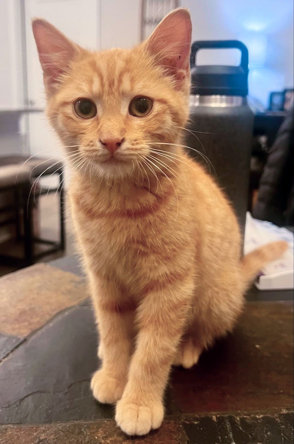 tabby ginger kitten cute