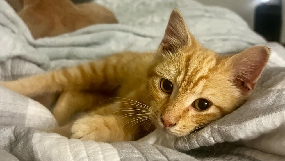 tabby kitten ginger snuggles bed