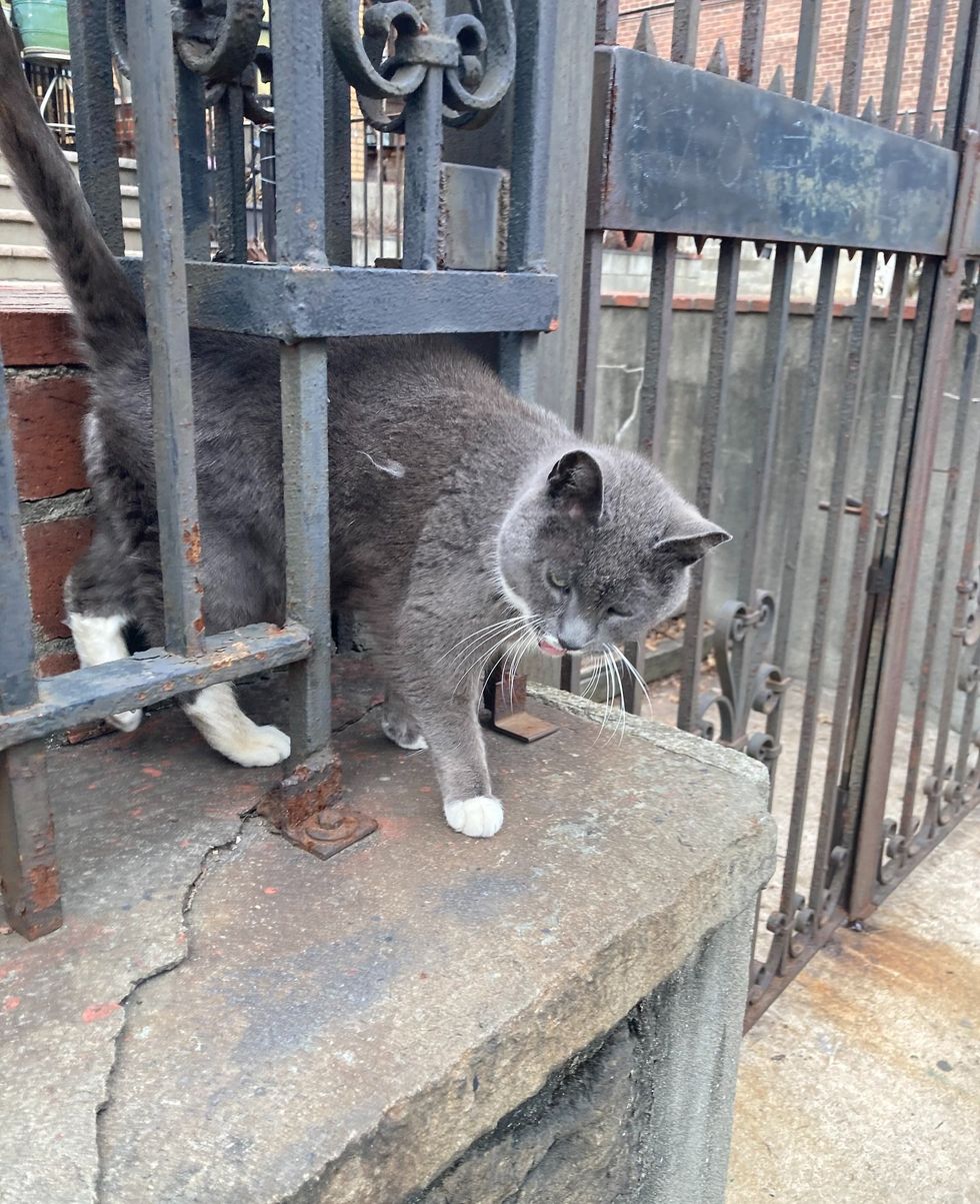 stray cat church