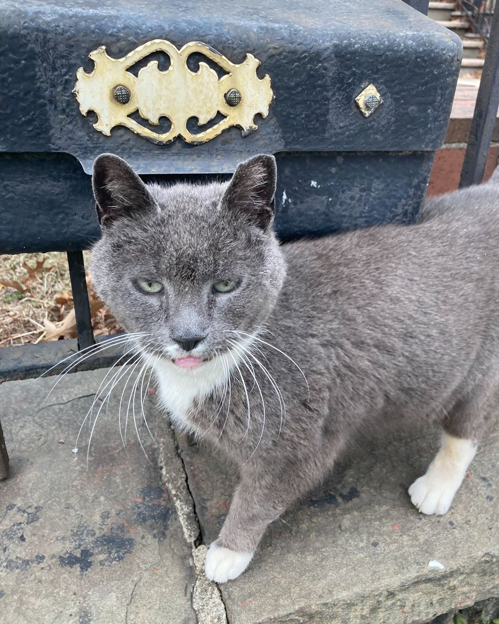 sweet stray cat friendly