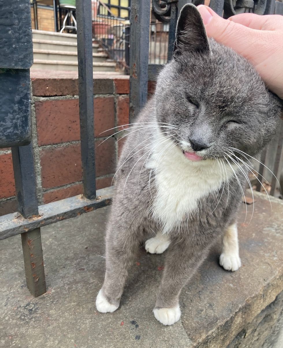 stray cat head snuggles