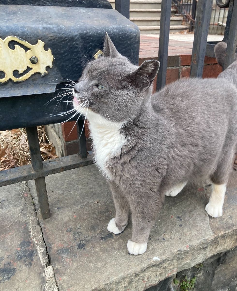 stray cat friendly